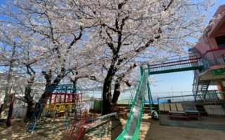 お花見しながら給食を食べたよ🌸