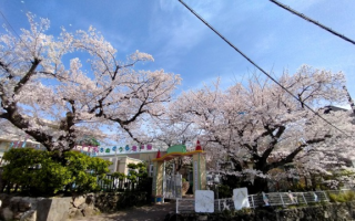 にこにこ園長のあなろぐツイッター 2022 No.1 「自慢の桜、絶景！」