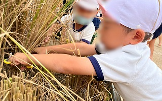 稲刈りをしたよ☆10月5日(木)