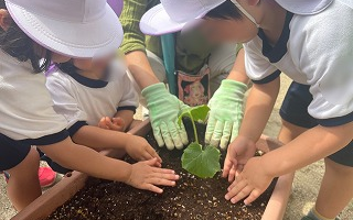 きゅうりを植えたよ☆５月18日（木）