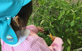 ❤はーとむらで収穫　１１月２日❤